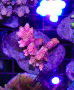 Wysiwyg Acropora Colony #35
