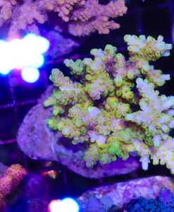 Wysiwyg Acropora Colony #35