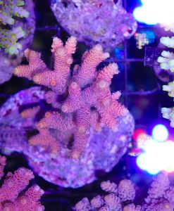 Wysiwyg Acropora Colony #36