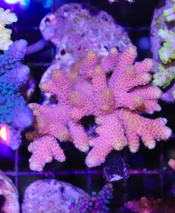 Wysiwyg Acropora Colony #37