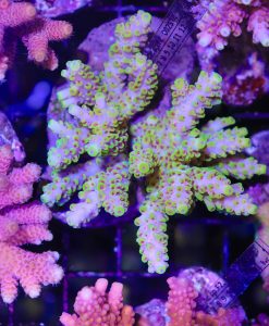 Wysiwyg Acropora Colony #38