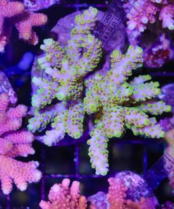 Yellow Submarine Acropora Frag