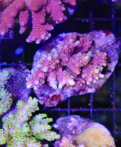 Wysiwyg Acropora Colony #39