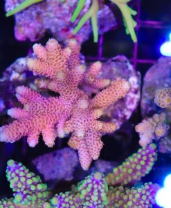 Wysiwyg Acropora Colony #42