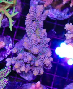 Wysiwyg Acropora Colony #43