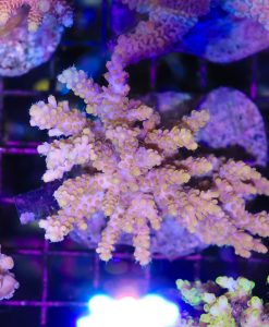 Wysiwyg Acropora Colony #44