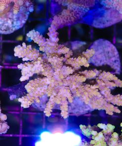 Wysiwyg Acropora Colony #44