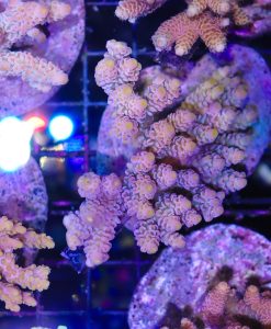 Wysiwyg Acropora Colony #45