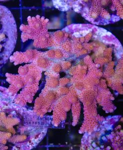 Wysiwyg Acropora Colony #46 *Free shipping no minimum spend*