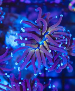 Glowing Mouth Gold Torch Coral Frag