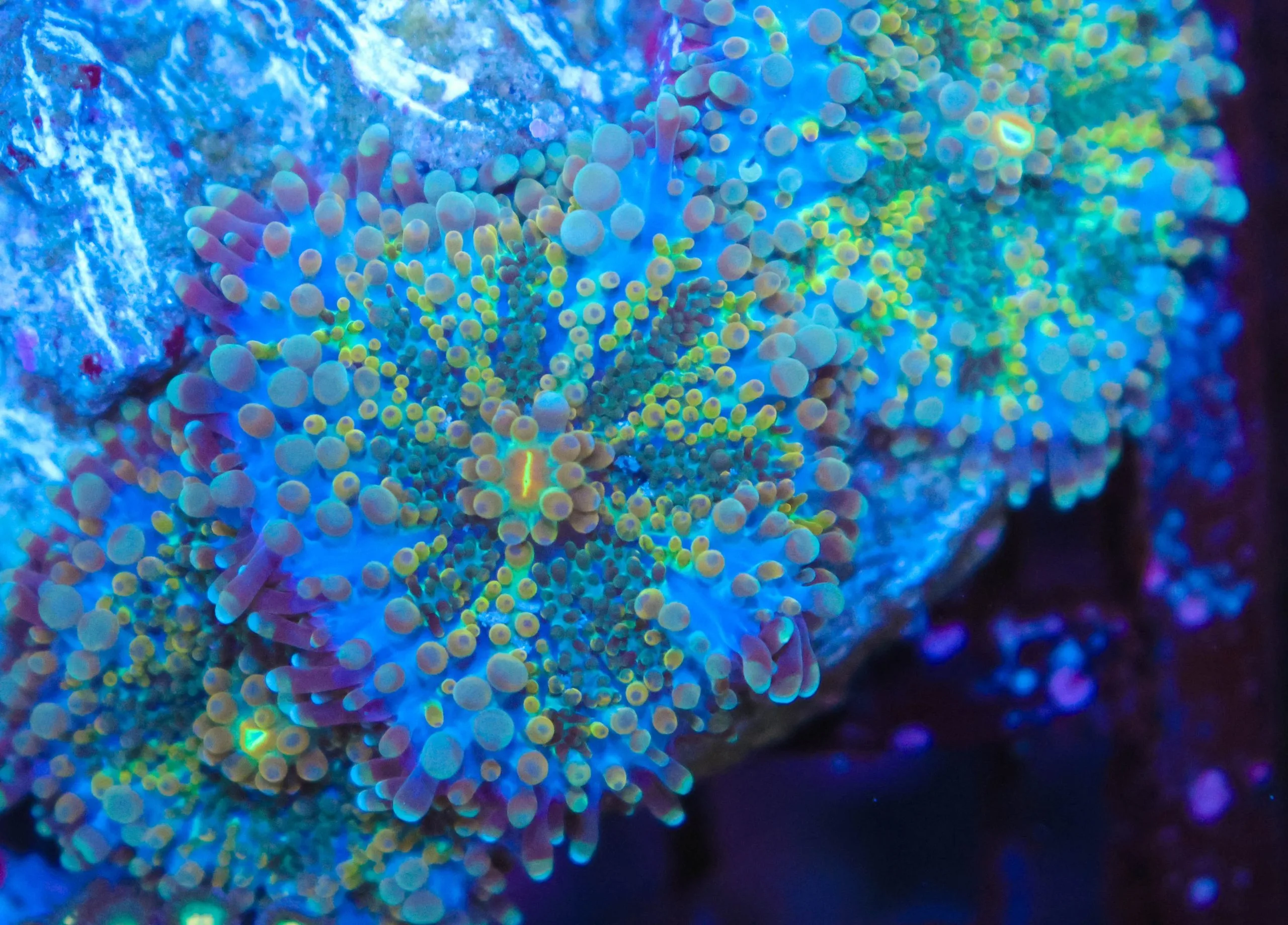 Frag Box Corals