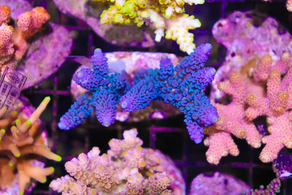 Frag Box Corals