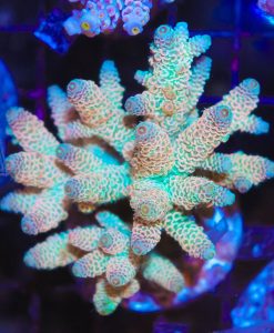 Orange Peach Acropora  Millepora Frag (A9:B)