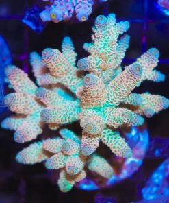 Orange Peach Acropora  Millepora Frag (A9:B)