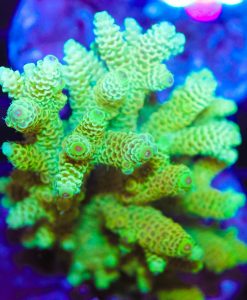 Large Lemonade Acropora Millepora Frag (A8)
