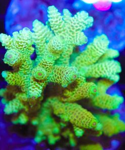 Large Lemonade Acropora Millepora Frag (A8)