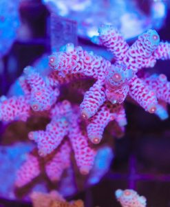 Purple Grape Acropora Millepora Frag (A1)