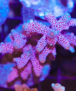 Purple Grape Acropora Millepora Frag (A1)