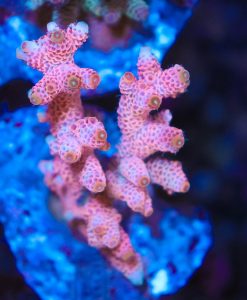 Sherbert Acropora Millepora Frag (A4)