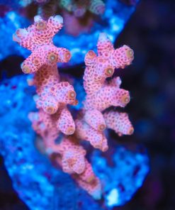 Sherbert Acropora Millepora Frag (A4)