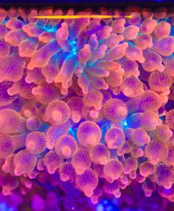 Wysiwyg Ultra bubble tip Anemone