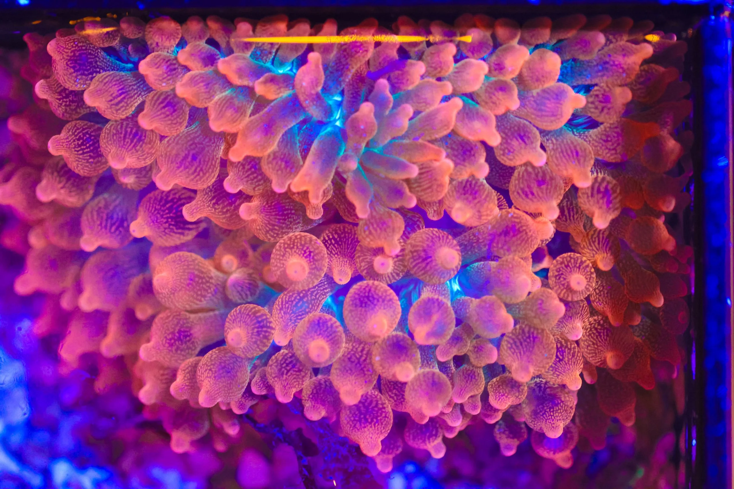 Frag Box Corals