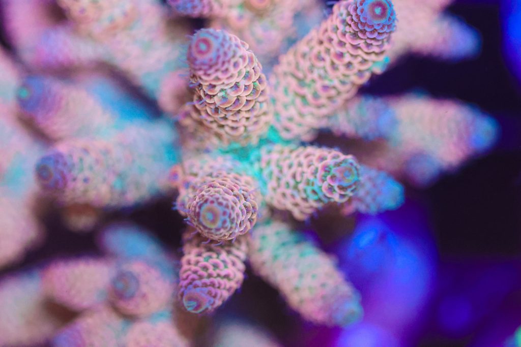 Frag Box Corals