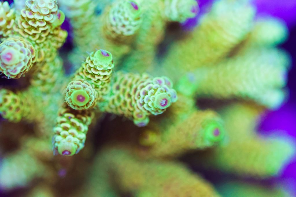 Frag Box Corals
