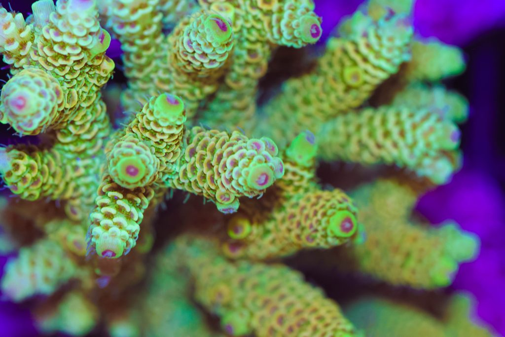 Frag Box Corals