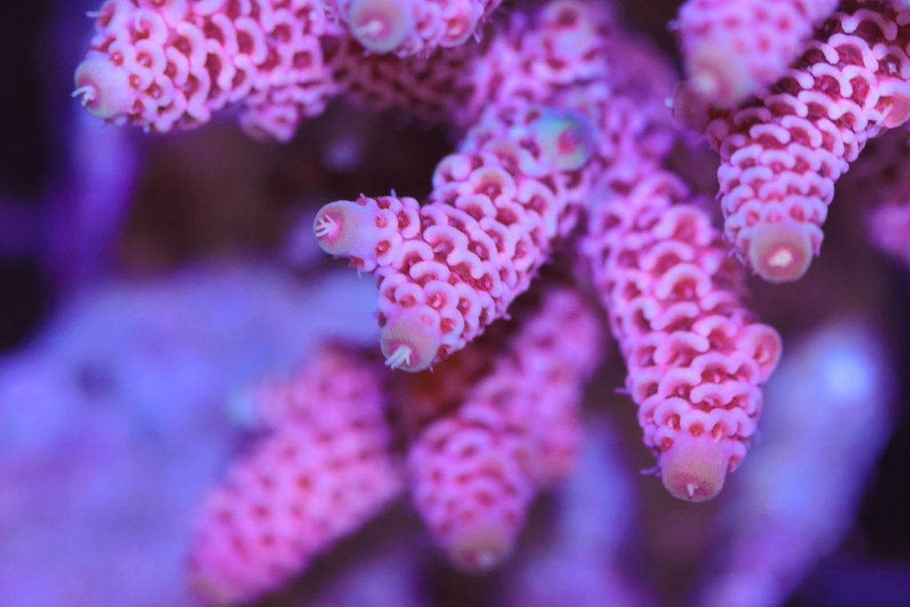 Frag Box Corals