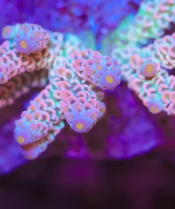 Tenuis Twist Acropora