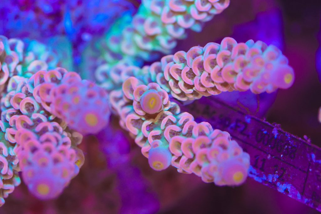 Frag Box Corals