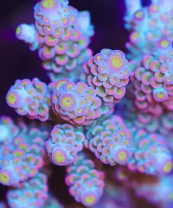 Tricolor Dreamy Tenuis