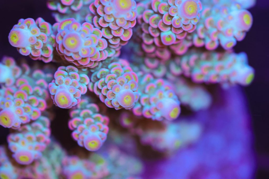 Frag Box Corals