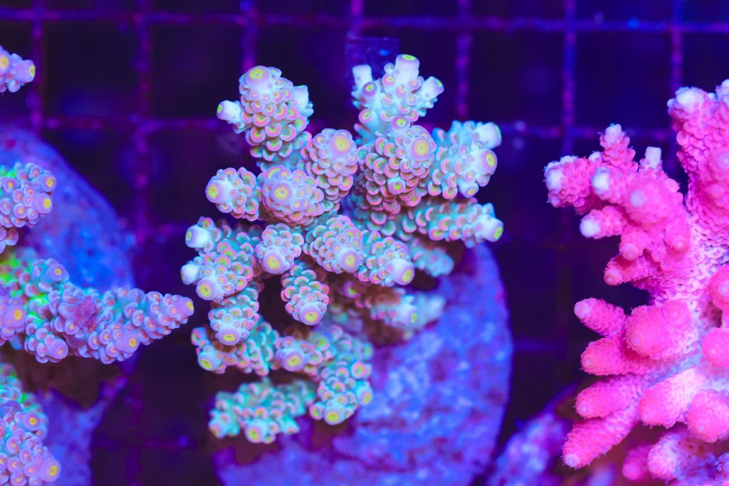 Frag Box Corals