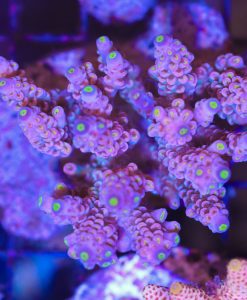 Gengar Acropora Tenuis Frag (A16)
