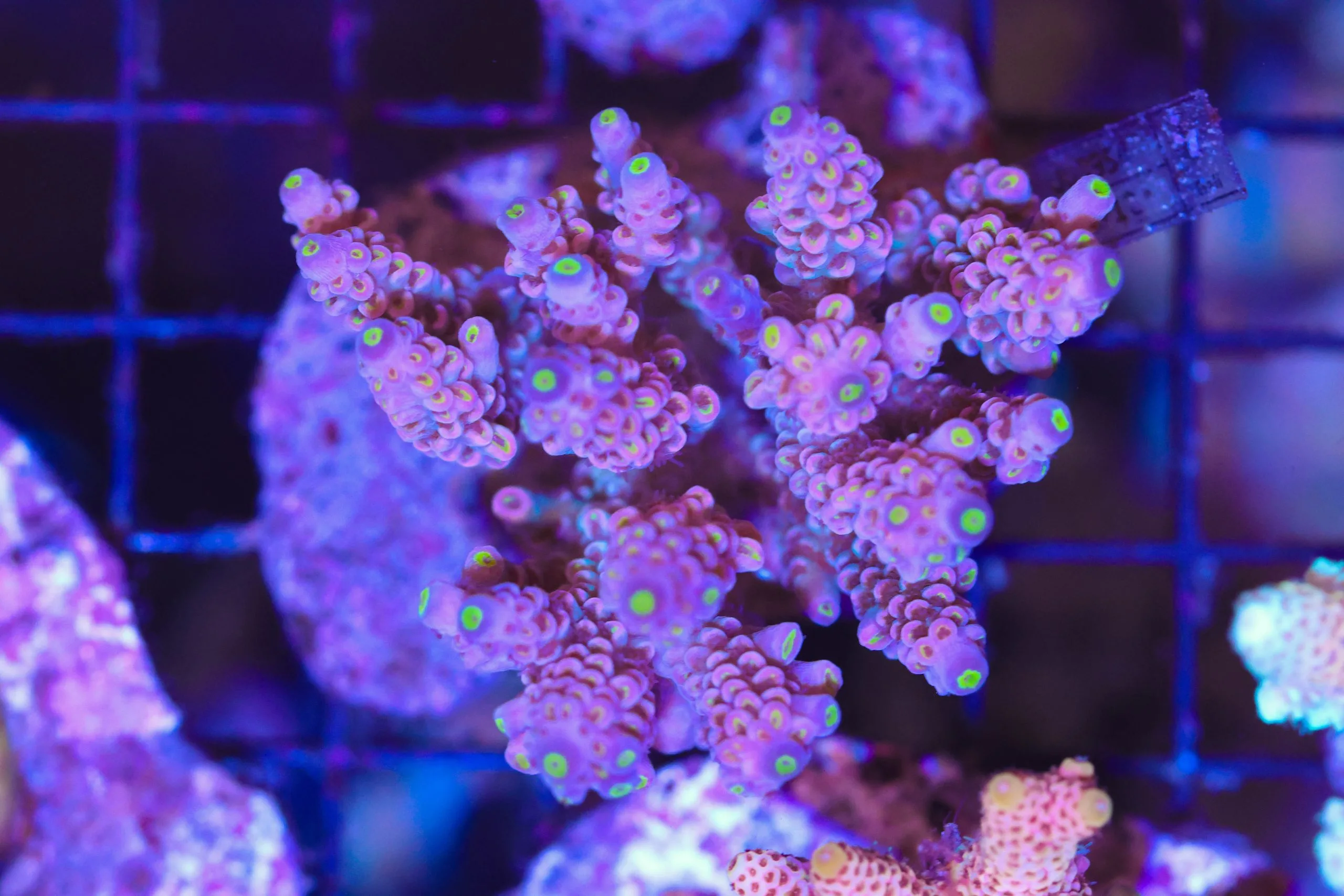 Frag Box Corals