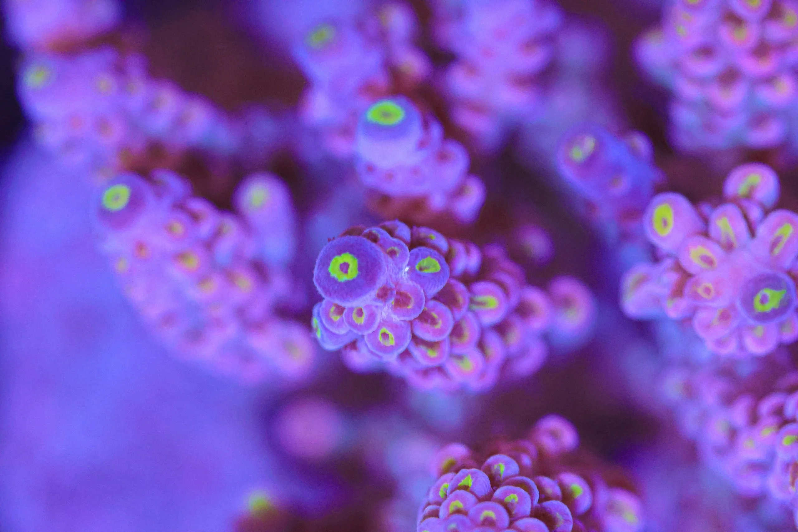 Frag Box Corals