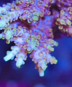 Tabling Yellow Tip Acropora Frag