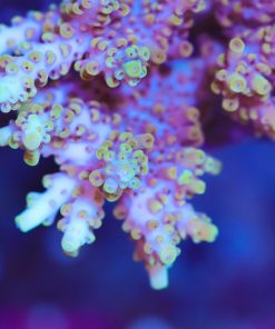 Tabling Yellow Tip Acropora Frag