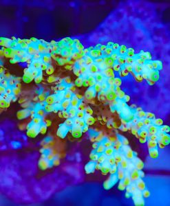Pikachu Acropora Frag