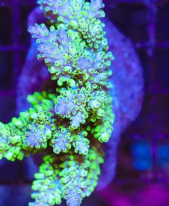 Abracadabra - Abrotanoides Acropora Frag *rare species*