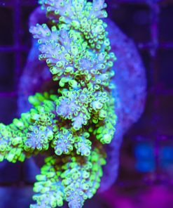Abracadabra - Abrotanoides Acropora Frag *rare species*
