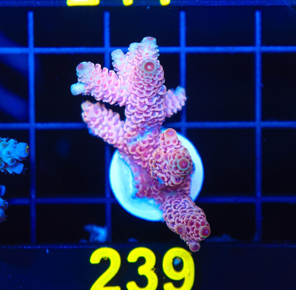 Frag Box Corals