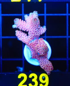 Wysiwyg Large Bubblegum Millepora Acropora Frag [F239]
