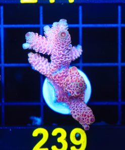 Wysiwyg Large Bubblegum Millepora Acropora Frag [F239]