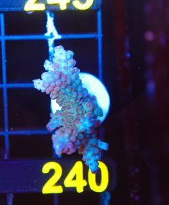 Wysiwyg Large Acropora Frag [F240]