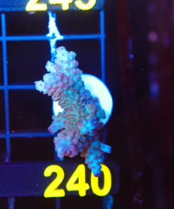 Wysiwyg Large Acropora Frag [F240]