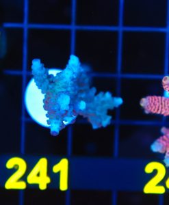 Wysiwyg Large Acropora Frag  [F241]