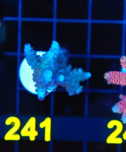 Wysiwyg Large Acropora Frag  [F241]
